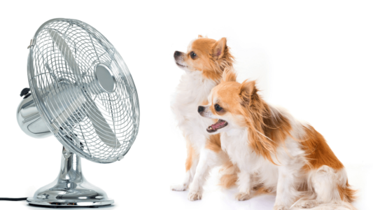 サーキュレーター vs 扇風機 │ 結局どっちがお得？電気代・性能・使い道を徹底比較